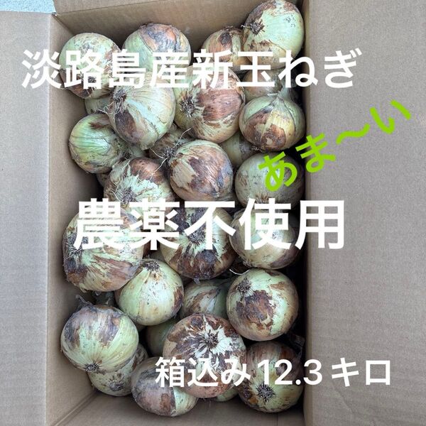 農薬不使用 淡路島南あわじ産 早生品種の新玉ねぎ 貴錦 箱込み12.3キロ 甘いです^_^ 無農薬 出品し直しできます^ ^