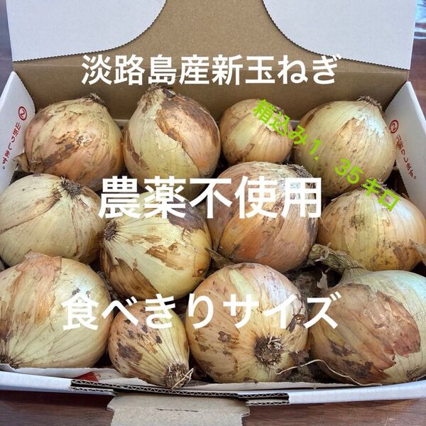 農薬不使用 淡路島産新玉ねぎ 早生 貴錦 箱込み1.35キロ 小さな食べきりサイズ あま〜い 24時間カウントダウン出費し直し可