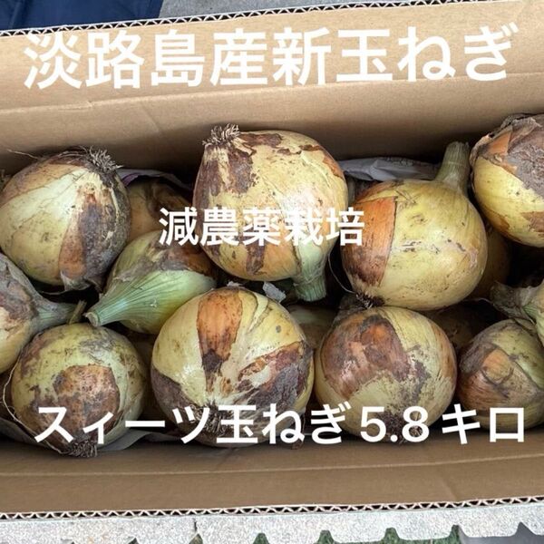 淡路島産新玉ねぎ 減農薬栽培 早生 スィーツ玉ねぎ 七宝 箱込み5.8キロ あま〜い 訳あり 24時間カウントダウン出品し直し可