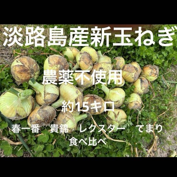 農薬不使用 淡路島産新玉ねぎ 四種食べ比べセット 箱込み15キロ以上 あま〜い 極早生の春一番 早生の貴錦、レクスター、てまり