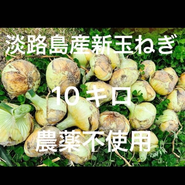 農薬不使用 淡路島産新玉ねぎ 早生 レクスター 箱込み10キロ以上 あま〜い 24時間カウントダウン出品し直し可能m(_ _)m