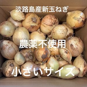 農薬不使用 淡路島産新玉ねぎ 早生 貴錦 箱込み3.5キロ あま〜い 24時間カウントダウン出品し直し可能m(_ _)m