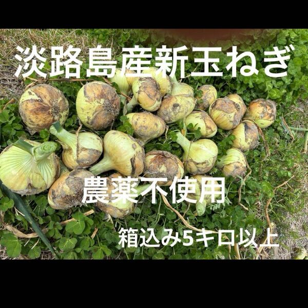 農薬不使用 淡路島産新玉ねぎ 早生 レクスター 箱込み5キロ以上 あま〜い 24時間カウントダウン再出品OK 隙間に小玉追加OK