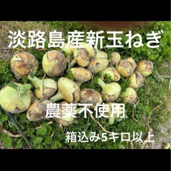 農薬不使用 淡路島産新玉ねぎ 早生 レクスター 箱込み5キロ以上 あま〜い 24時間カウントダウン再出品できますm(_ _)m