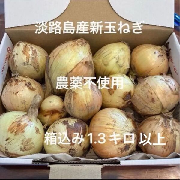 農薬不使用 淡路島産新玉ねぎ 早生 七宝 1.3キロ ぐらい 小さな食べきりサイズ あま〜い 24時間カウントダウン再出品可^_^