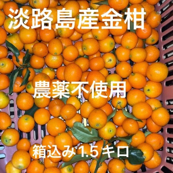 淡路島産金柑 農薬不使用 安心安全 家庭用 ジャムにいかがですか? そのままかじっても美味しいです^ ^