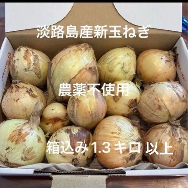 農薬不使用 淡路島産新玉ねぎ 早生 七宝 1.3キロ ぐらい 小さな食べきりサイズ あま〜い