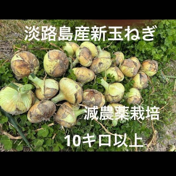減農薬栽培 淡路島産新玉ねぎ ナカテ アンサー 10キロ以上 安心安全 離乳食にも^ ^ あま〜い