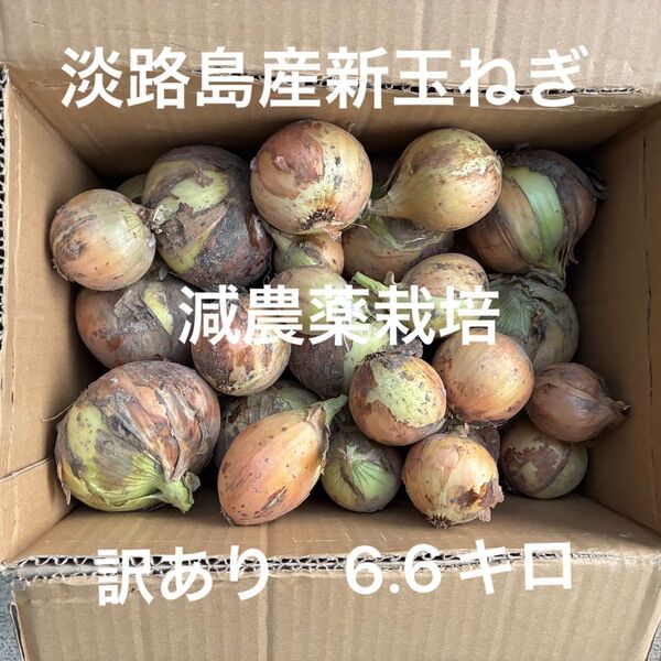減農薬栽培 淡路島産新玉ねぎ ナカテ アンサー 安心安全 訳あり 箱込み6.6キロ 24時間カウントダウン出品し直しOK