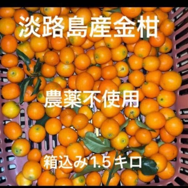 淡路島産金柑 農薬不使用 安心安全 家庭用 ジャムにいかがですか? そのままかじっても美味しいです^ ^ サイズバラバラ お買い得