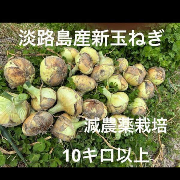 減農薬栽培 淡路島産新玉ねぎ ナカテ アンサー 10キロ以上 安心安全 離乳食に^ ^ 甘い 24時間カウントダウン再出品できます