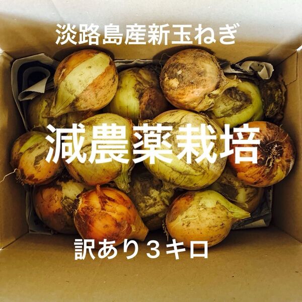 淡路島産新玉ねぎ 減農薬栽培 ナカテ アンサー 訳あり 3キロ 甘い 安心 安全 離乳食にも^ ^ 24時間カウントダウン再出品可