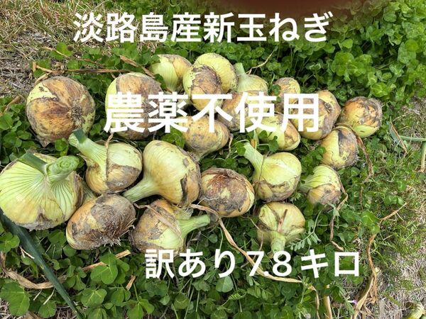 淡路島産新玉ねぎ 農薬不使用 極早生 春一番 箱込み7.8キロ あま〜い 24時間カウントダウン出品し直しOK