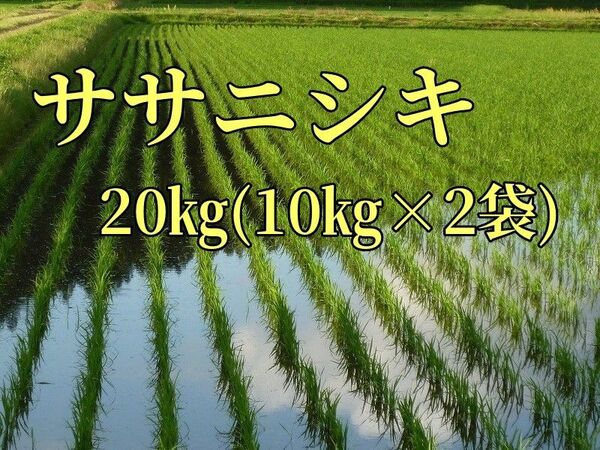 農家直送 ササニシキ白米20㎏ 秋田県令和6年産