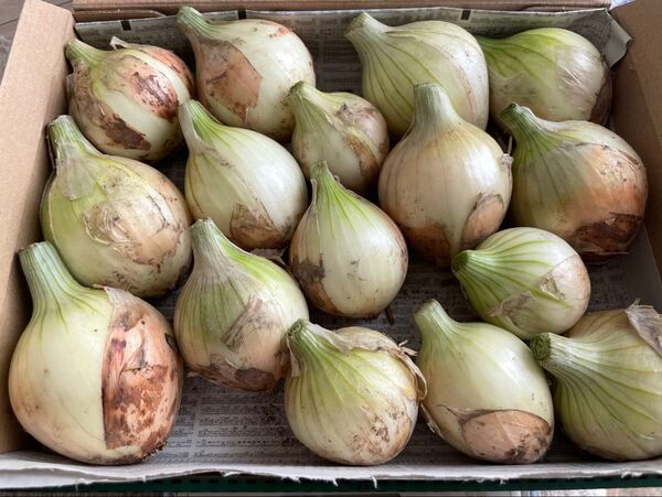 新玉ねぎ 箱込み約1,4kg