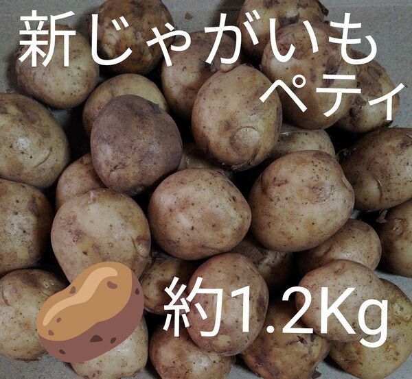 じゃがいも ペティじゃがいあも 採れたて 新じゃが 土付き 皮のまま食べれます