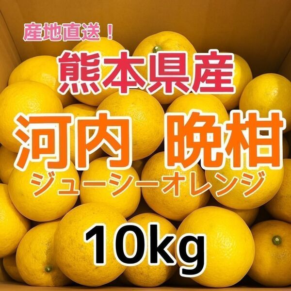 熊本県産 河内晩柑(ジューシーオレンジ)10kg 家庭用
