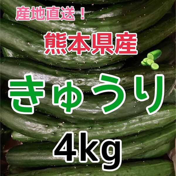 熊本県産!きゅうり 4kg クール便 送料無料