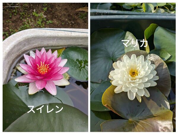 温帯性睡蓮 白、赤セット