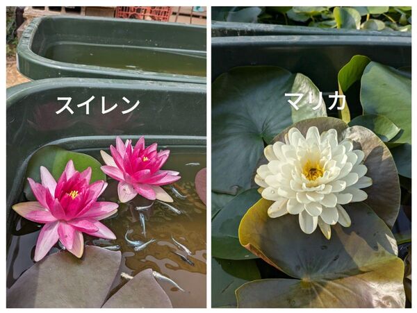 温帯性睡蓮 赤、白セット