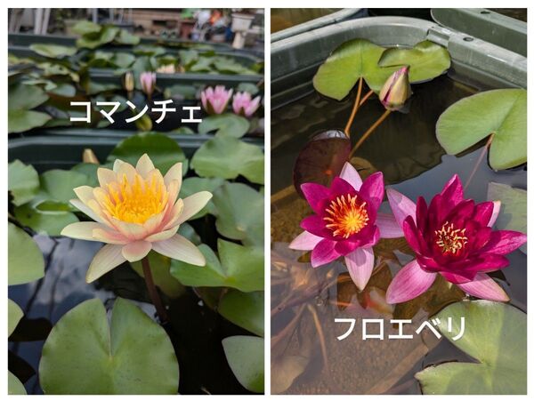 姫スイレンセットA フロエベリ、コマンチェ