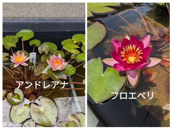 姫スイレンセットB フロエベリ、アンドレアナ