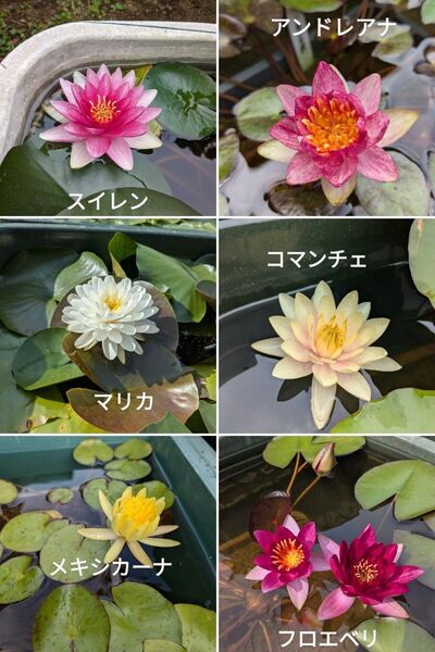 温帯性睡蓮、姫スイレンセット販売