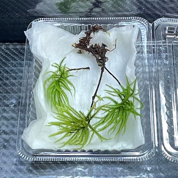 天然苔 コウヤノマンネングサ 3本 少量パック