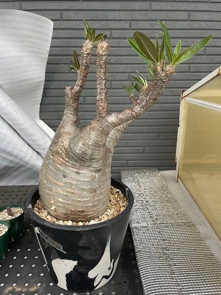 パキポディウム グラキリス 発根済 塊根植物 マダガスカル 現地株
