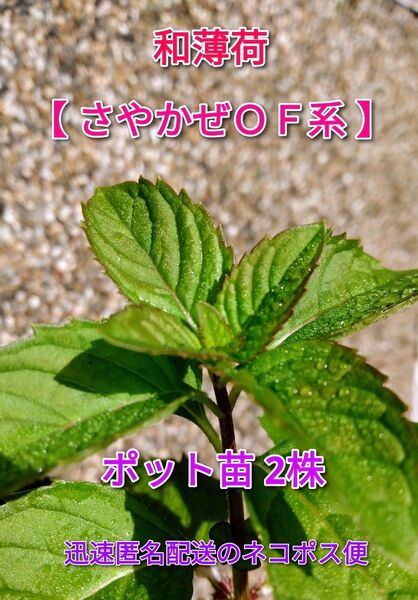 和薄荷 ポット苗 2株 「さやかぜOF系」