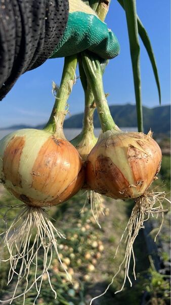 丹波の無農薬野菜 玉ねぎ、玉葱20kg