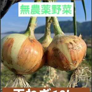 丹波篠山の無農薬野菜 玉ねぎ、玉葱10kg