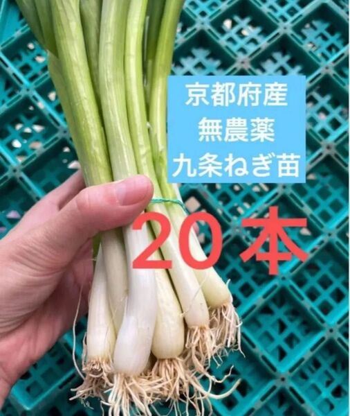 京都府産 無農薬 九条ねぎ苗 20本