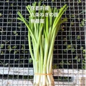 京都府産 無農薬 九条ねぎの苗 30本
