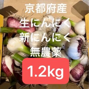 京都府産 生にんにく 新にんにく 無農薬 1.2kg 約16個前後