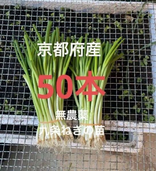 京都府産 無農薬 九条ねぎの苗 50本