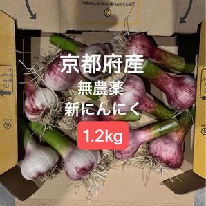 京都府産 生にんにく 新にんにく 無農薬 1.2kg 約17個前後