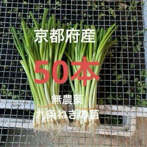 京都府産 無農薬 九条ねぎの苗 50本
