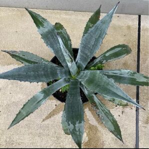 【抜き苗】極耐寒性 アガベ Agave アメリカーナ アオノリュウゼツラン ドライガーデン
