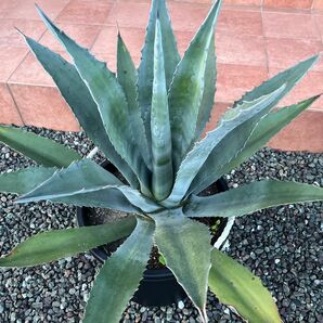 【特大サイズ】極耐寒性 アガベ Agave アメリカーナ アオノリュウゼツラン ドライガーデン