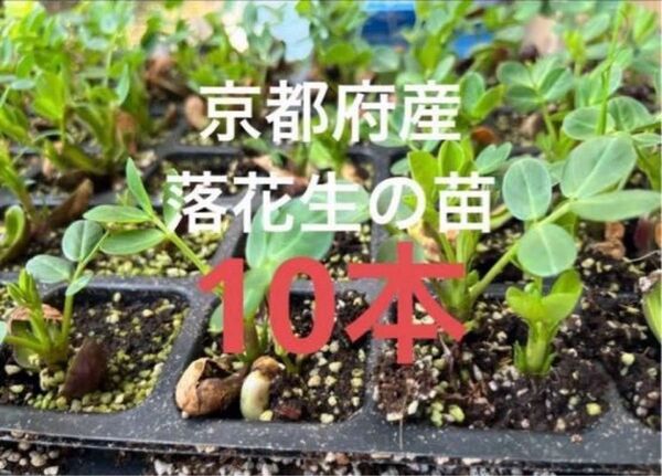 京都府産 ピーナッツ苗 落花生の苗 10本 大きく成長した苗から厳選