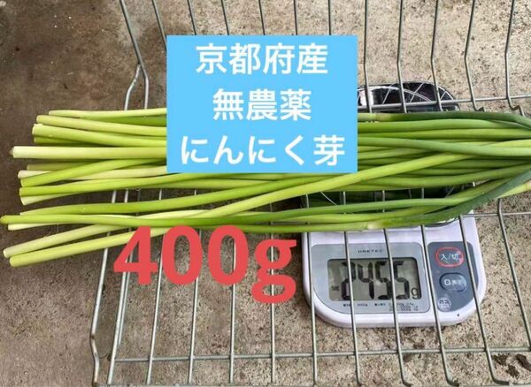 京都府産 無農薬 にんにく芽 400g超え