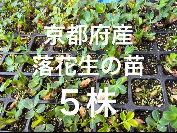 京都府産 ピーナッツ苗 落花生の苗 5本 大きく成長した苗から厳選