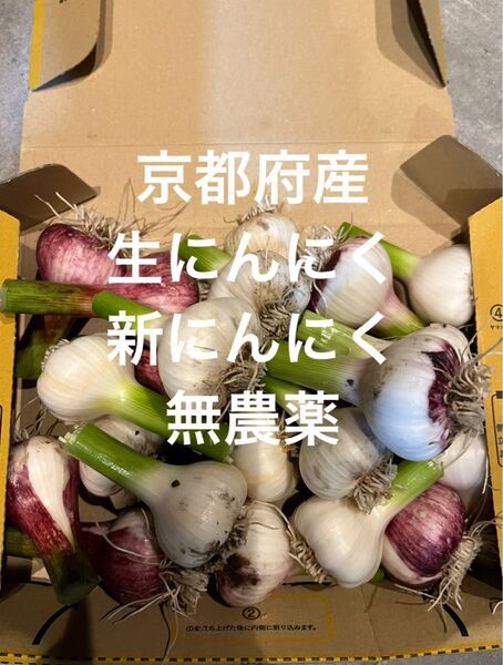京都府産 新にんにく 無農薬 1.2kg 約13個前後