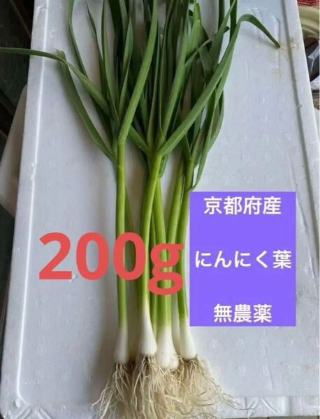 京都府産 無農薬 にんにく葉 葉にんにく 200g