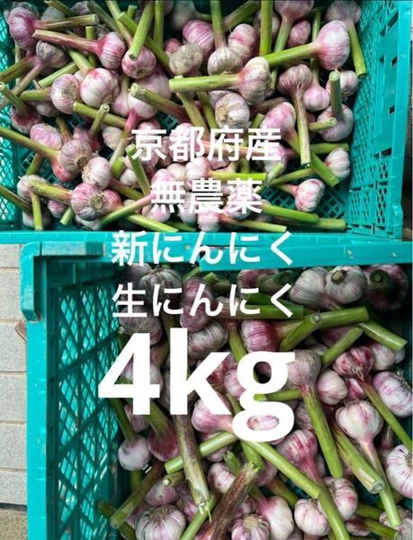 京都府産 無農薬 新にんにく 生にんにく 紫にんにく 4kg