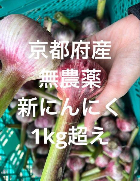 京都府産 新にんにく 紫にんにく 無農薬 1kg超え 約11個前後