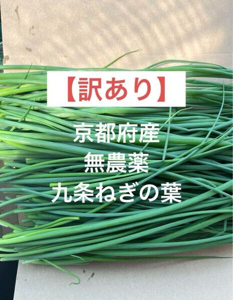 【訳あり】 京都府産 無農薬 九条ネギの葉 細めの九条ねぎの葉 ネコポスいっぱい