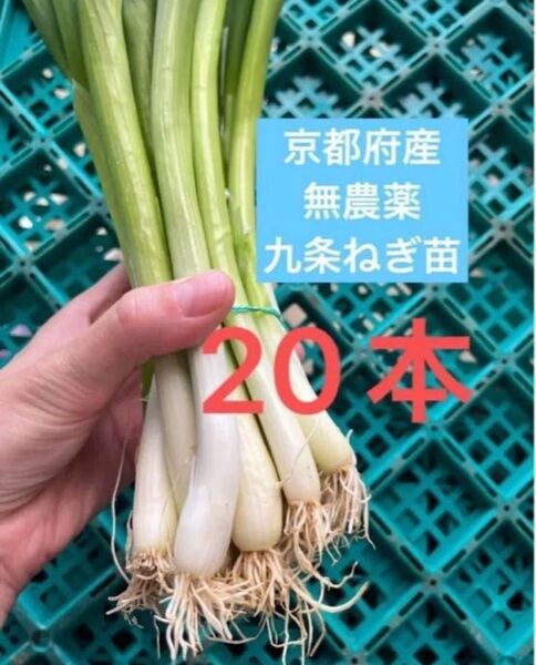 京都府産 無農薬 九条ねぎ苗 20本