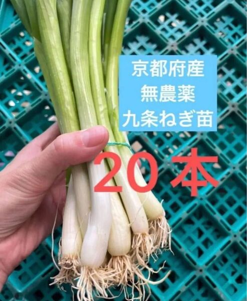 京都府産 無農薬 九条ねぎ苗 20本